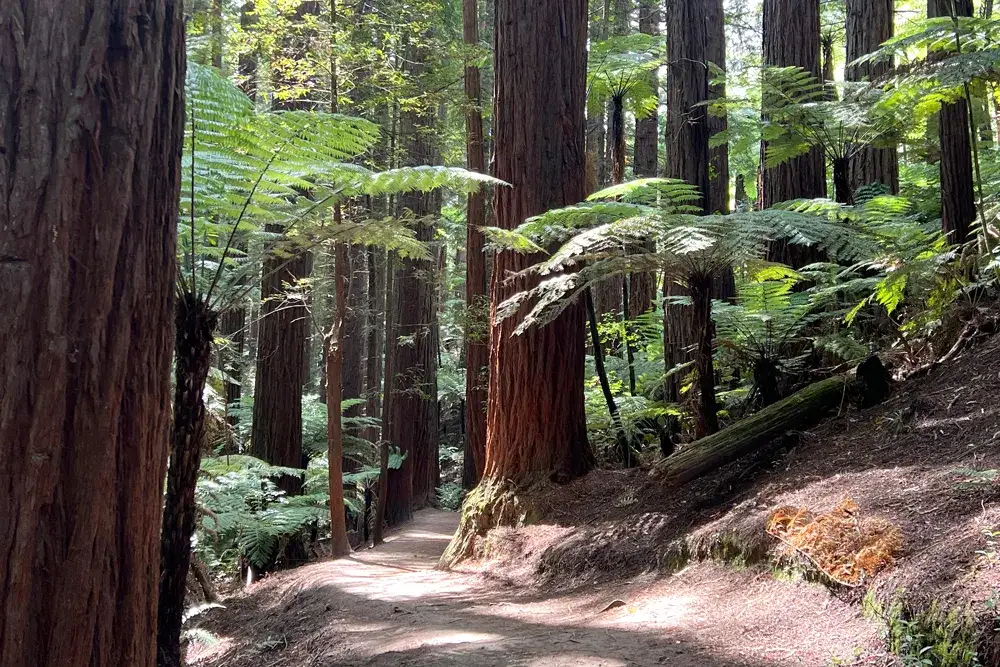 Walking amongst giants. A moment in Redwoods - Whakarewarewa's Forest